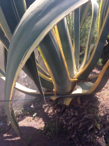 stromboli cactus